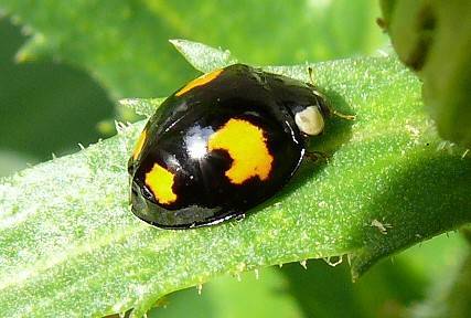 Harmonia axyridis coccinelle 4 points jaunes Le Monde des insectes